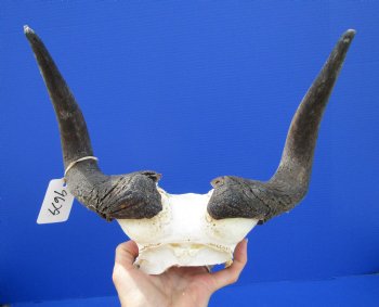 13 inches wide Black Wildebeest Skull Plate for $69.99