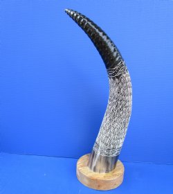 23-1/2 inches Carved Tiny Leaves Design Buffalo Horn Sculpture with Wood Base for $79.99