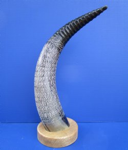 23 inches Carved Tiny Leaf Design Buffalo Horn Sculpture on Wood Base for $79.99