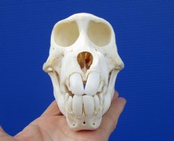 6 inches Sub-Adult African Chacma Baboon Skull (CITES 300162) for $139.99