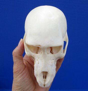 6 inches Sub-Adult African Chacma Baboon Skull (CITES 300162) for $139.99