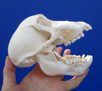 6 inches Sub-Adult African Chacma Baboon Skull (CITES 300162) for $139.99
