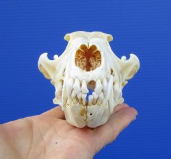 7-1/2 inches Real American Coyote Skull for $34.99