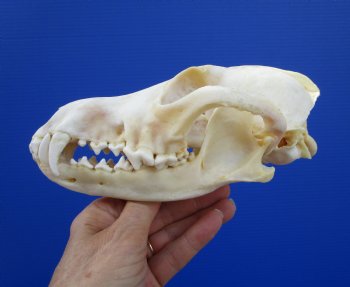 7-1/2 inches Real American Coyote Skull for $34.99