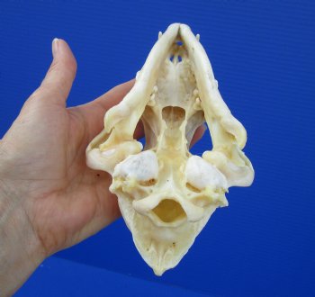 7-1/2 inches Real American Coyote Skull for $34.99