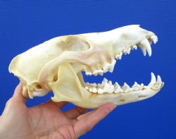 8 inches North American Coyote Skull for $39.99