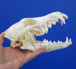 7-1/2 inches Real Coyote Skull for $39.99