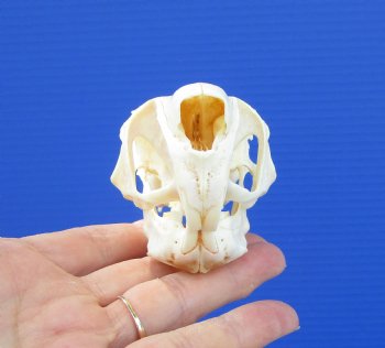 3-1/2 inches South African Spring Hare Skull for $44.99 