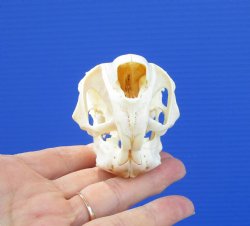 3-1/2 inches South African Spring Hare Skull for $44.99 (Plus $7.50 Postage)