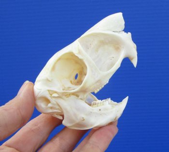 3-1/2 inches South African Spring Hare Skull for $44.99 