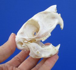 3-1/8 inches South African Spring Hare Skull for $44.99 (Plus $7.50 Postage)