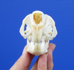 3-1/4 inches South African Spring Hare Skull for $44.99 (Plus $7.50 Postage)