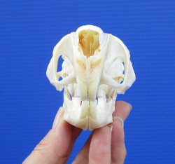 3-1/4 inches South African Spring Hare Skull for $44.99 