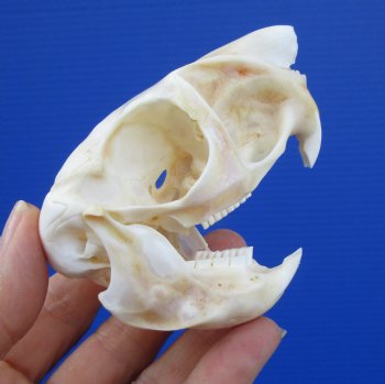 3-1/4 inches South African Spring Hare Skull for $44.99 