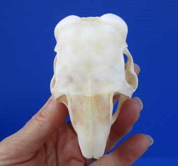 3-1/4 inches South African Spring Hare Skull for $44.99 