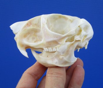 3-1/4 inches South African Spring Hare Skull for $44.99 
