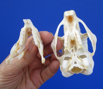 3-1/4 inches South African Spring Hare Skull for $44.99 