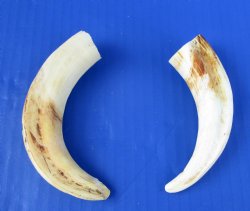 2 Warthog Tusks for Carving 5 and 6 inches, 4-1/4 and 4-1/2 inches Solid for $25.50 (Plus $8.50 Postage)