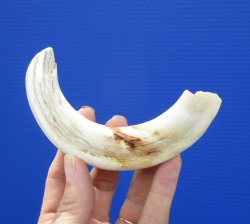 7-1/4 inches African Warthog Tusk, 5-3/4 inches Solid for $19.99 (Plus $8.50 Postage)