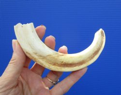 7-1/2 inches Real African Warthog Tusk, 5.25 inches Solid for $19.99 (Plus $8.50 Postage)