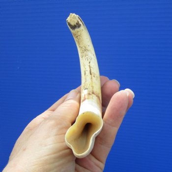 7-1/2 inches Real African Warthog Tusk, 5.25 inches Solid for $19.99