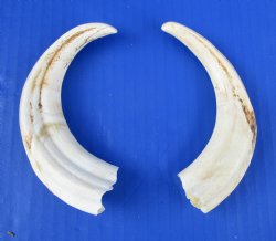 Two Warthog Tusk, 6-1/4 and 6-3/4 inches, 4 inches Solid for $29.99 (Plus $8.50 Postage)