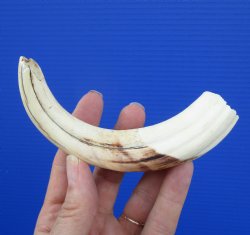 6-5/8 inches Real Warthog Ivory Tusk, 4.88 inches Solid, for $14.99 (Plus $8.50 Postage)