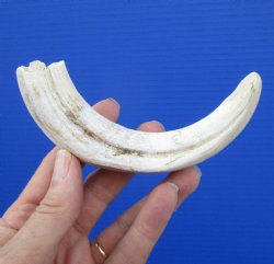 7 inches Warthog Tusk, 5.75 inches Solid, for $19.99 (Plus $8.50 Postage)