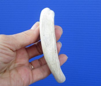 7 inches Warthog Tusk, 5.75 inches Solid, for $19.99