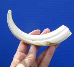 7-3/8 inches Warthog Ivory Tusk, 5.13 inches Solid for $19.99 (Plus $8.50 Postage)