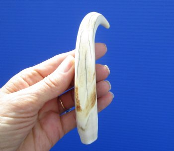 7-3/8 inches Warthog Ivory Tusk, 5.13 inches Solid for $19.99