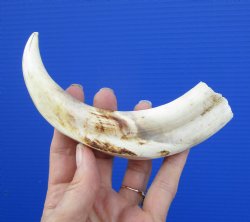 7-7/8 inches Warthog Ivory Tusk, 4.88 inches Solid for $19.99 (Plus $8.50 Postage)