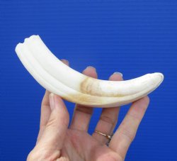 6-1/2 inches Warthog Ivory Tusk, 4-1/4 inches Solid for $14.99 (Plus $8.50 Postage)