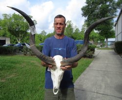 Authentic African Kudu Skull with 30 and 31 inches Horns for $224.99