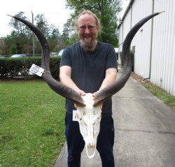 Authentic African Kudu Skull with 30 and 31 inches Horns for $224.99