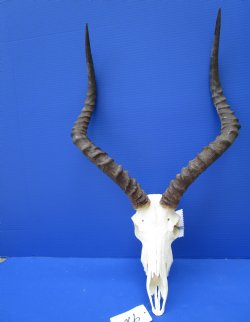 Huge African Impala Skull with 22 inches Horns (scrape on horns/ putty) for $109.99