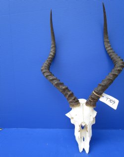 Large African Impala Skull with 22-1/4 inches Horns <font color=red> Grade 2 Quality</font> for $69.99