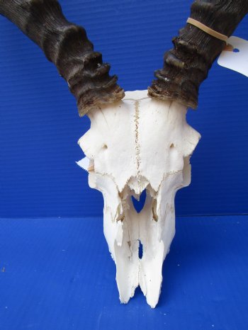Large African Impala Skull with 22-1/4 inches Horns <font color=red> Grade 2 Quality</font> for $69.99