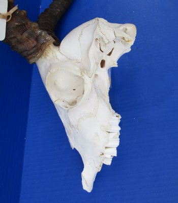Large African Impala Skull with 22-1/4 inches Horns <font color=red> Grade 2 Quality</font> for $69.99