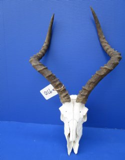 African Impala Skull with 20-1/2 inches Horns <font color=red> Grade 2 Quality</font> for $84.99