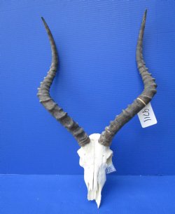 African Impala Skull with 20 inches Horns <font color=red> Grade 2 Quality </font> for $84.99