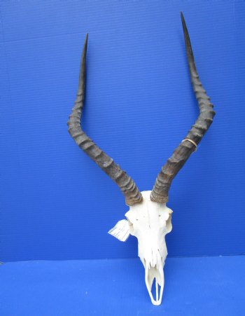 Large African Impala Skull with 20-3/4 and 21-1/2 inches Horns <font color=red> Good Quality</font> for $104.99
