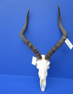 African Impala Skull with 20-3/4 and 21-1/2 inches Horns <font color=red> Good Quality</font> for $104.99
