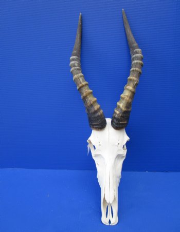 Large African Blesbok Skull with 15-1/4 inches Horns (Scrapes/Broken Bone) for $79.99