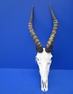 Large African Blesbok Skull with 15-1/4 inches Horns (Scrapes/Broken Bone) for $79.99
