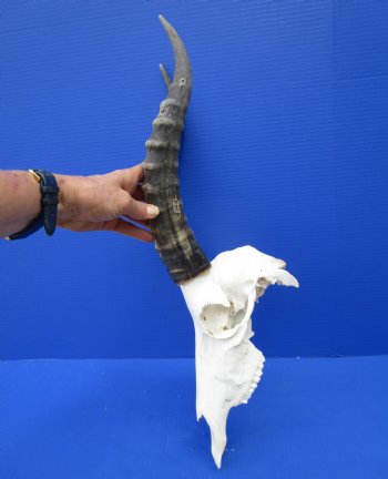 Large African Blesbok Skull with 15-1/4 inches Horns (Scrapes/Broken Bone) for $79.99