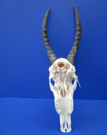 Large African Blesbok Skull with 15-1/4 inches Horns (Scrapes/Broken Bone) for $79.99