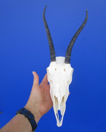 Real Female Springbok Skull with 8-1/8 inches Horns for $59.99