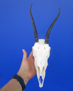 Real Female Springbok Skull with 8-1/8 inches Horns for $64.99