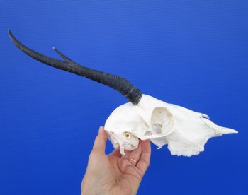 Real Female Springbok Skull with 8-1/8 inches Horns for $64.99